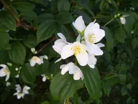 100_2382.webp