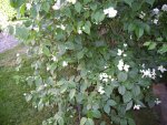 100_2383.jpg