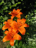 006_600x800.webp
