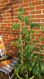 IMG_20170620_195011.jpg