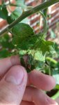 IMG_20170620_195118.jpg