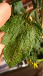 IMG_20170620_195105.jpg