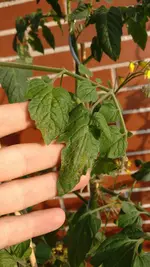 IMG_20170620_195024.webp