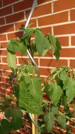 IMG_20170620_195146.jpg