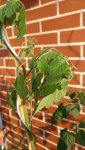 IMG_20170620_195225.jpg