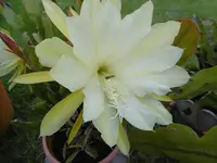 P1010085.webp