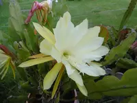 P1010084.webp