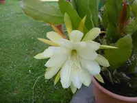 P1010083.webp