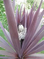 P1010081 (2).webp