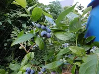 P1010080.webp