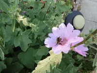 P1010097malve.webp