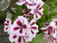 P1010100geranie.webp