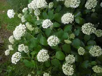 P1010108hortensie.webp