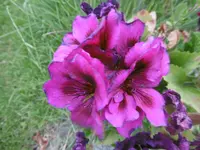 P1010126geranie.webp