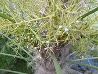 P1010109lme.webp