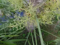 P1010107pa.webp