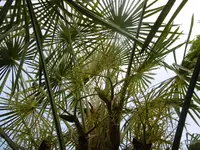 P1010105weibliche.webp