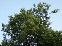 P1000371.webp