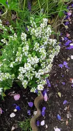 gemischt 053.webp
