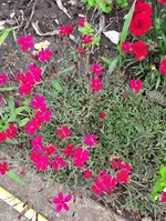 gemischt 061.webp