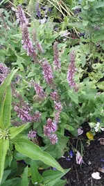 gemischt 054.webp