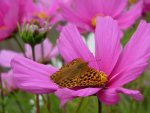 IMG_2071.JPG