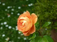 P1020435.webp
