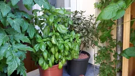 20170621_122344.webp