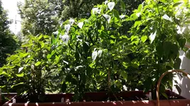 20170621_122452.webp