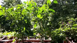20170621_122506.webp