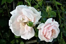 100_4303.webp