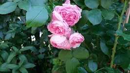 03_20170621_154544_resized.webp