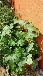 06_20170621_154334_resized.webp