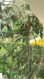 09_20170621_154120_resized.webp