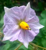 Garten Juni 2.webp
