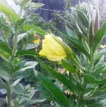 Garten Juni 8.webp