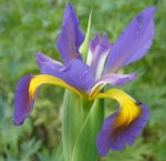 Iris spu 05.jpg