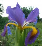 Iris spu 06.jpg