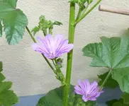 Wilde Malve 1.webp