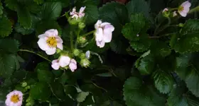 Rosana1.webp