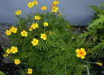 Tangie1.webp