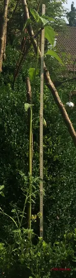 G_Riesen Sonnenblume_1,35m__21.06.2017_mr.ditschy.webp