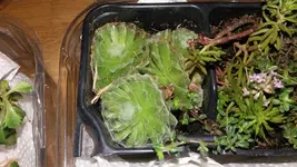 20170622_035304_resized.webp