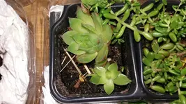 20170622_035317_resized.webp