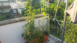 20170622_065544.webp