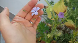 20170622_065424.webp