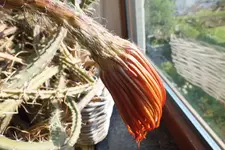 DSCF9260.webp