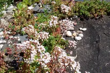 100_4306.webp