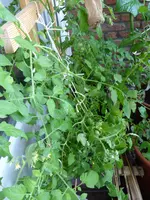 P1060130Kleintomatenkasten.webp