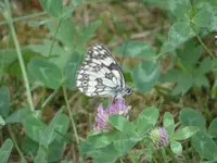 P1000420.webp